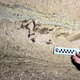 Embedded remnants of a fossilized shark head at Mammoth Caves.